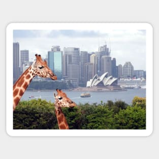 Giraffe at Taronga Zoo Sydney Sticker